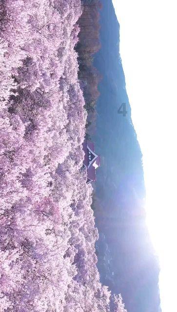 月光影视