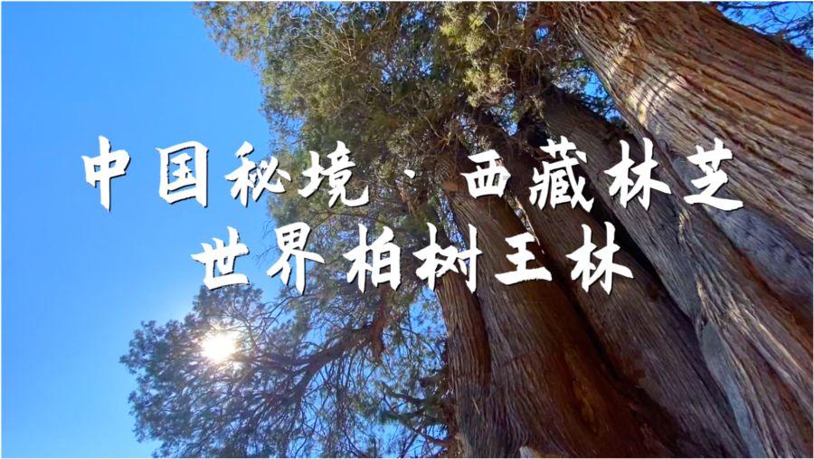 今日生肖黄历运势 2024年1月24日